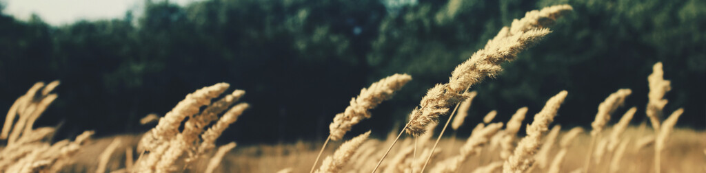 Blog Header