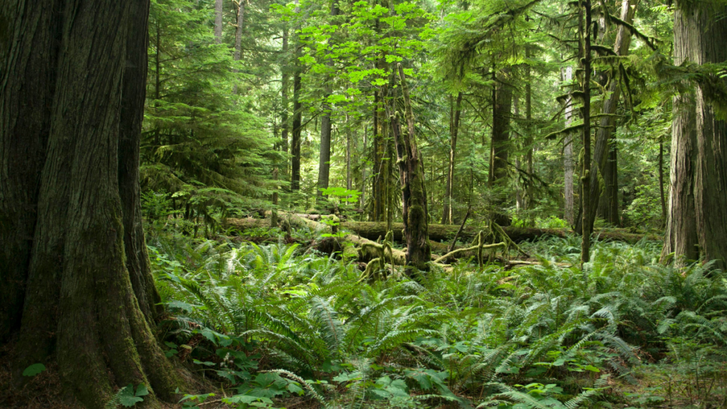 Peace and Tranquility - Why Nature Matters in the City - Friends of Discovery Park