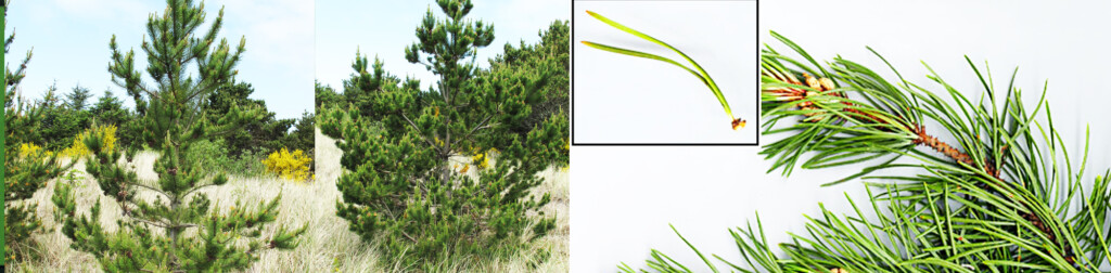 Pinuscontortaheader