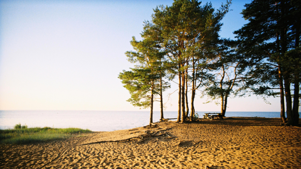 Should We Be Planting Shore Pine at Discovery Park? A Forest Steward's Perspective - Friends of Discovery Park