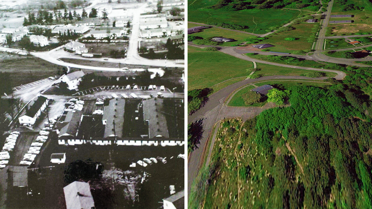 Before and After: Restoring Discovery Park’s Natural Landscapes