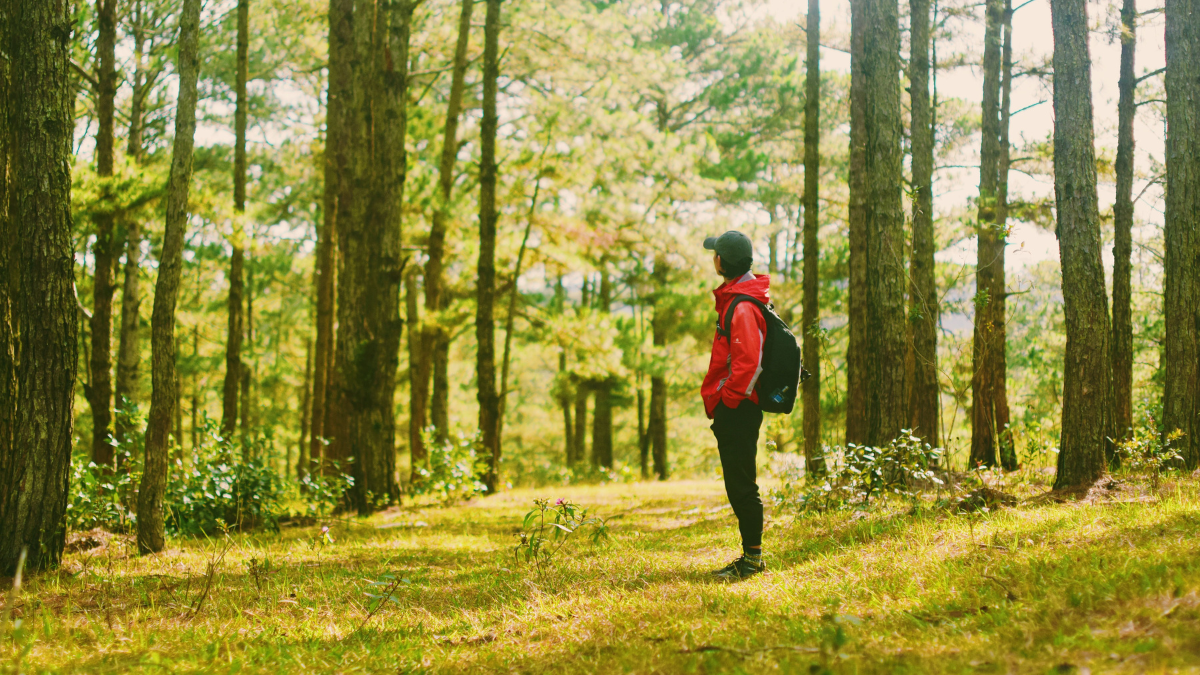 Forest Bathing: A Hiking Alternative That Connects You with Nature