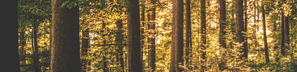 Forestbath
