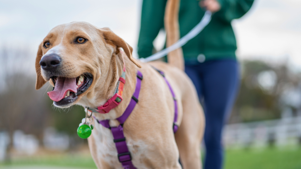 He’s Friendly! A Quick Guide to Dogs at Discovery Park - Friends of Discovery Park