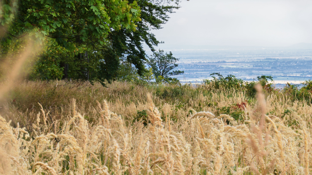 Exploring Discovery Park and Seattle’s Magnolia Neighborhood - Friends of Discovery Park