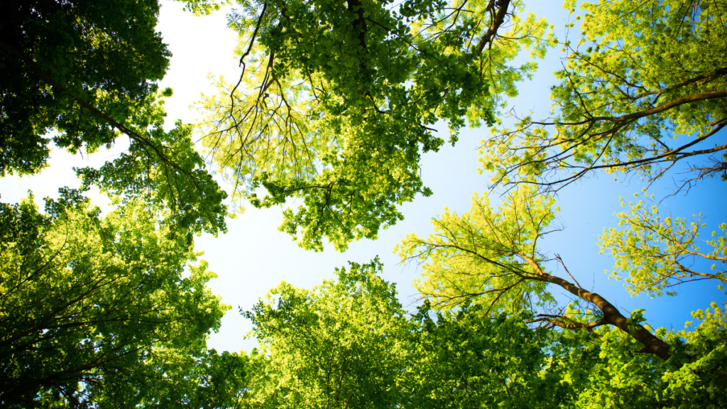 Celebrate Seattle Arbor Day - Why Trees Matter At Discovery Park - Friends Of Discovery Park
