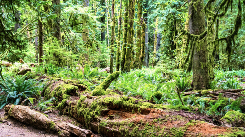 Study Stresses Discovery Park’s “Wildness” - Friends Of Discovery Park