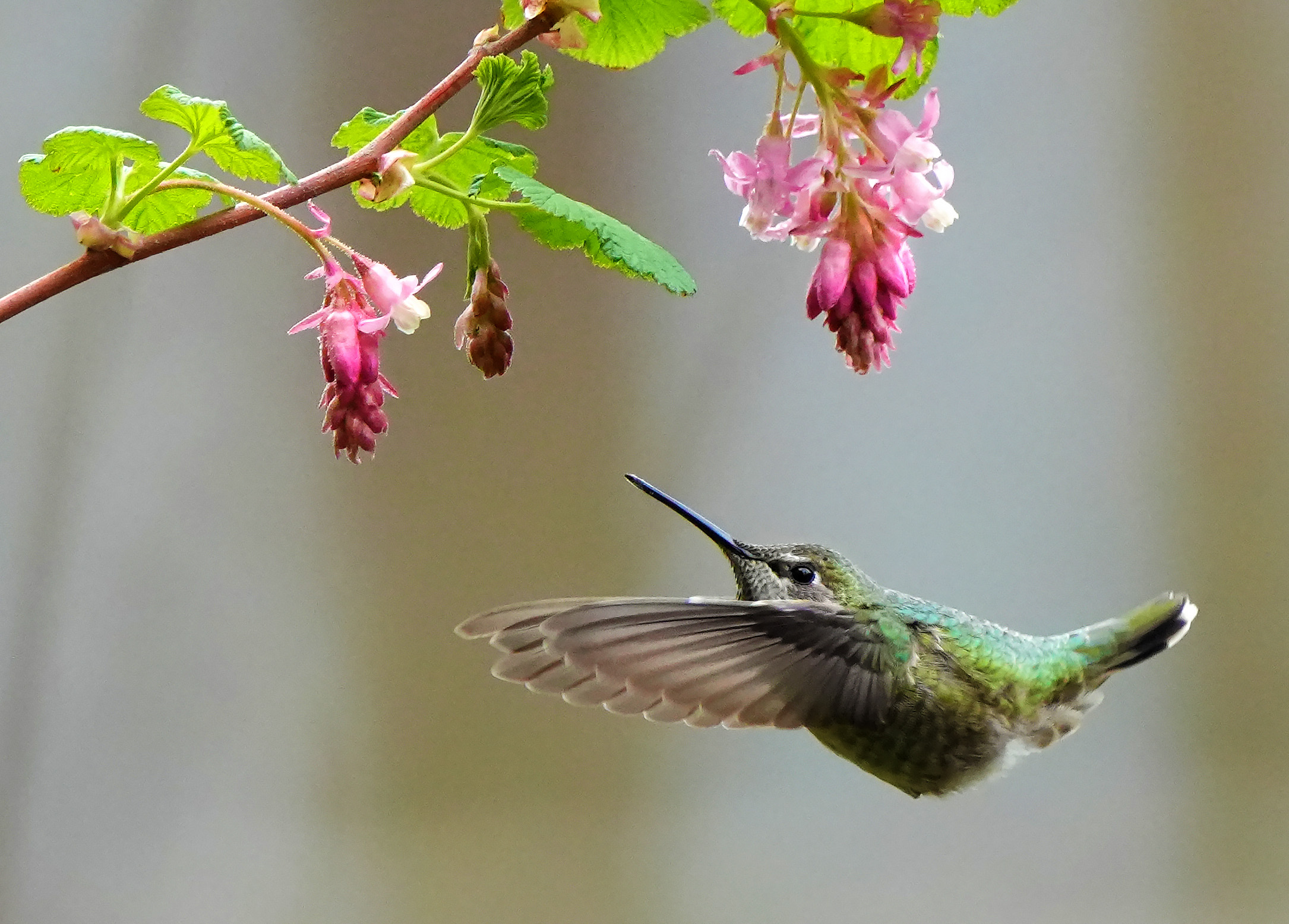 Discovery Park Annas Hummingbird 2022