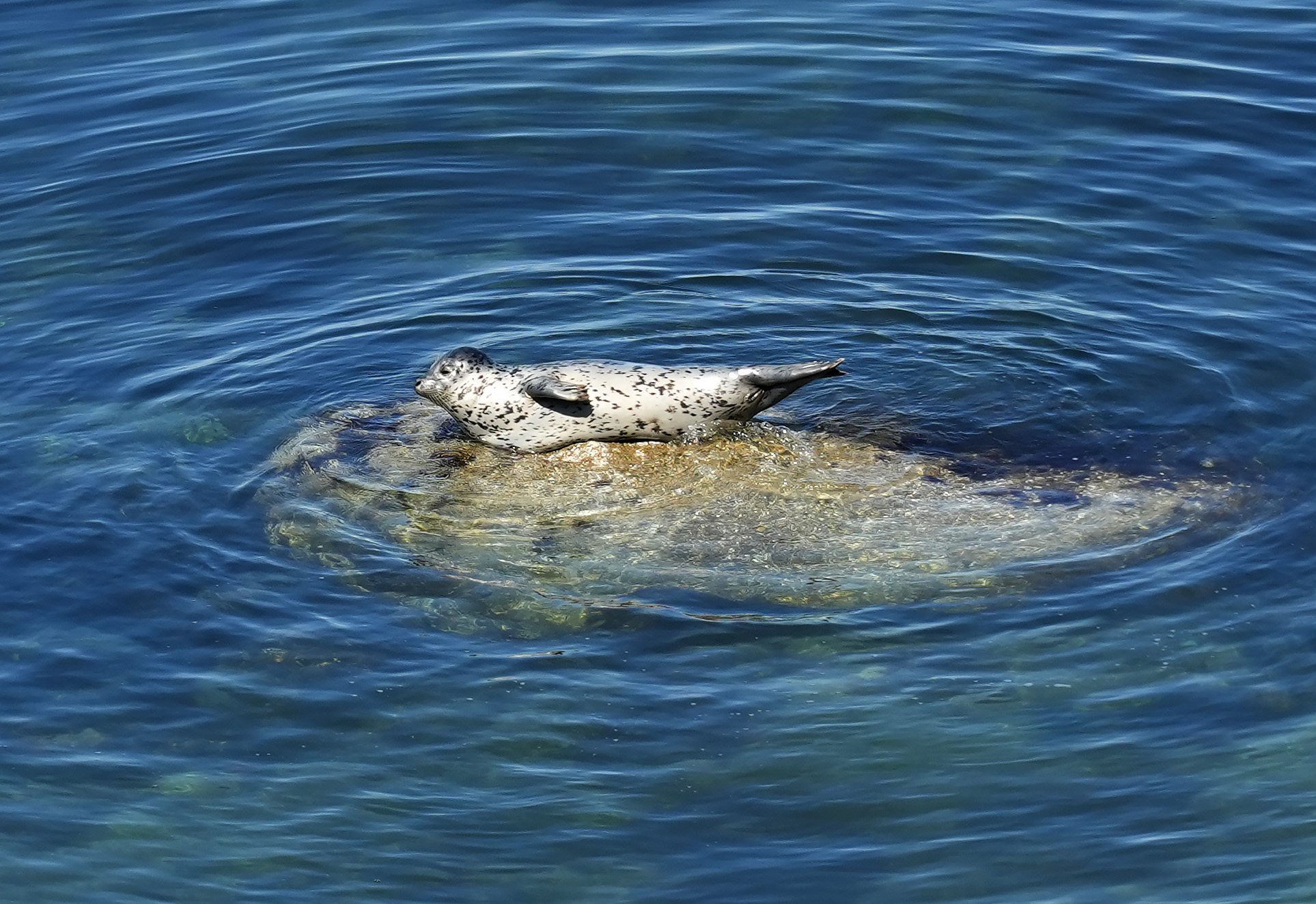 Harbor Seal At Discovery Park Md407710 Crop