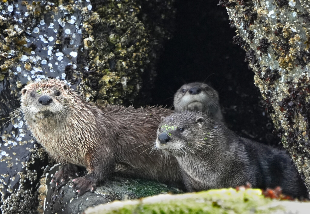 River Otter Family Discovery Park 01 Marcus Donner