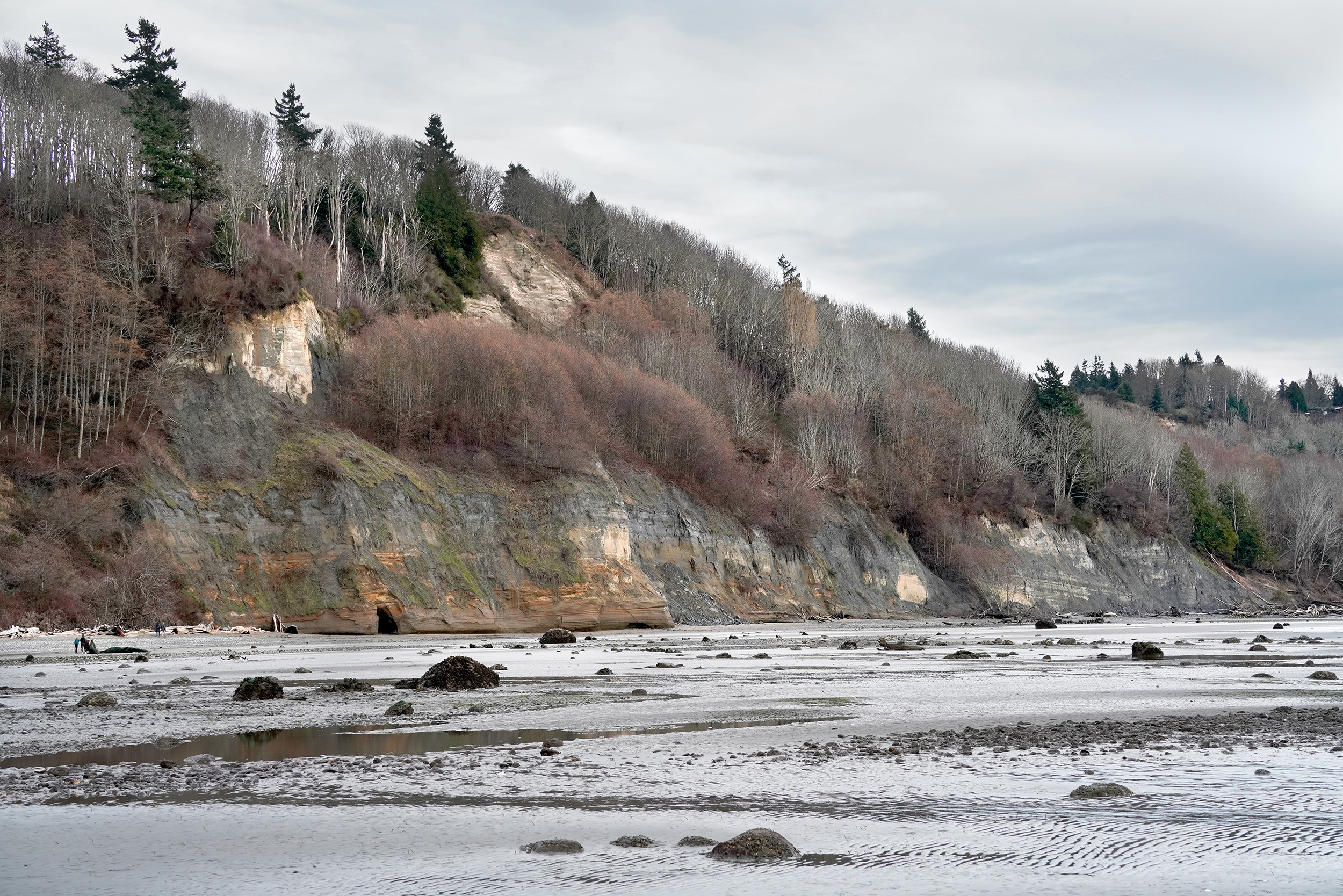 Discovery Park South Beach Bluff 