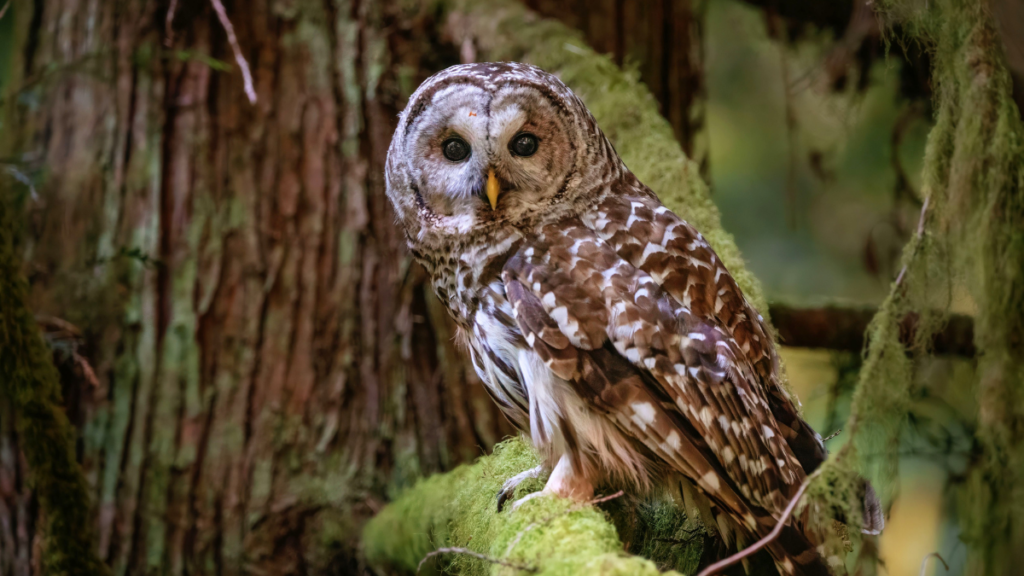 In Their Backyard - Spotting Barred Owls At Discovery Park in Seattle
