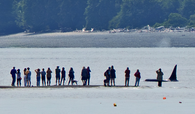 Orcas Off Of Shilshole June 2025 Md404981 V3