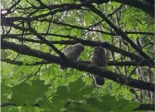 In Their Backyard